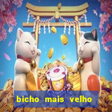 bicho mais velho da loteria dos sonhos